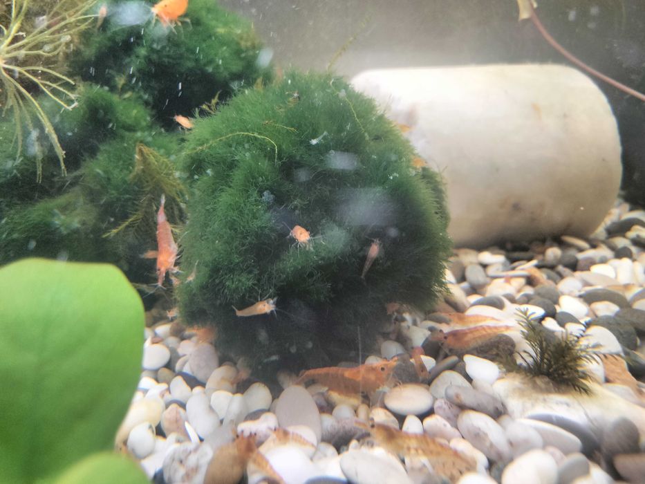 Продам акваріумних мешканців