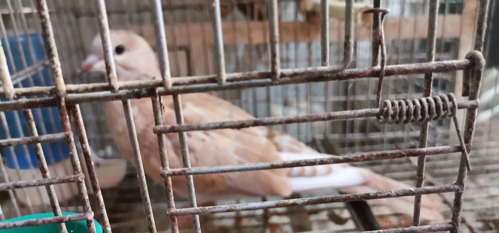 Rolas brancas novas e amarelas claras bonitas