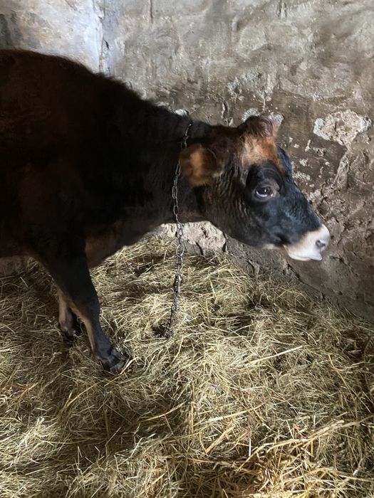 Джерсей  Джерсейска порода