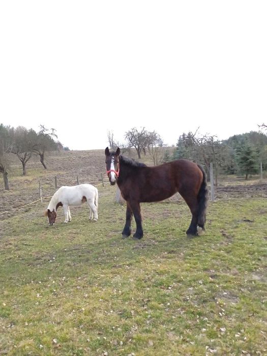 Klacz zimnokrwista- 3latka