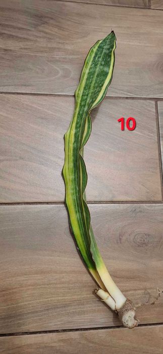 Sansevieria kirkii var kirkii variegated (coral blue)