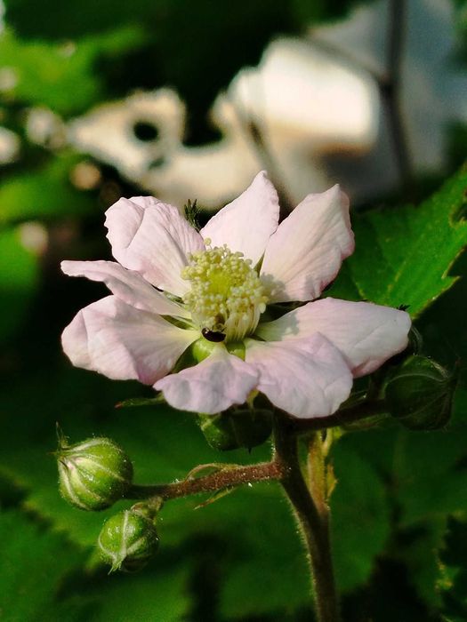 ПРОДАМ КОТЕДЖ, ЖИТЛО, БІЗНЕС між двома термальними курортами!!!