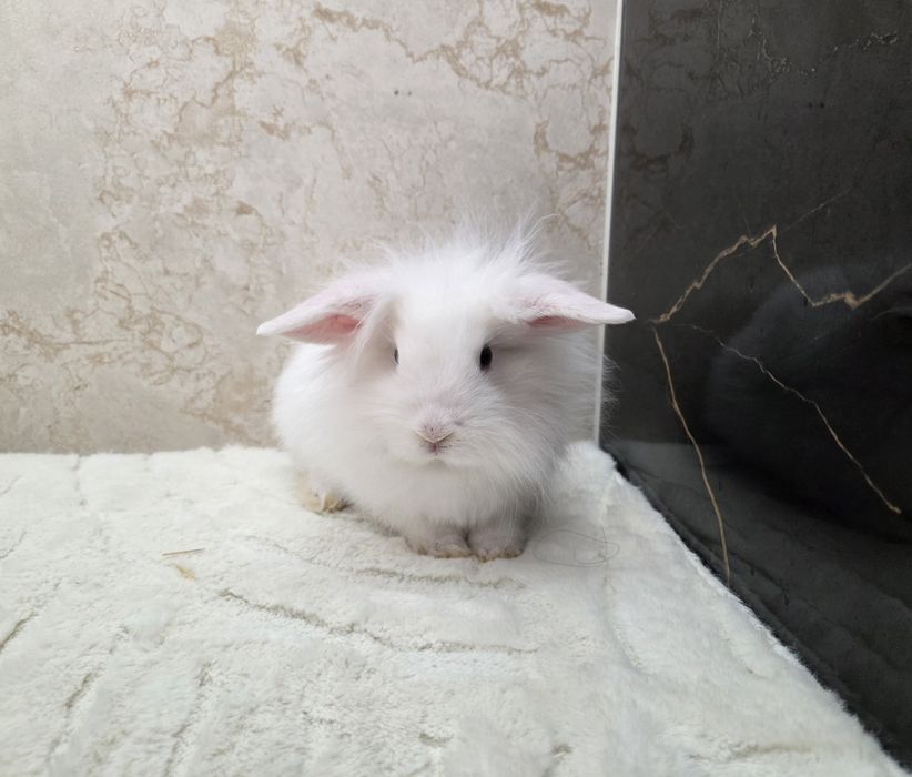 Mini lop / Baranek miniaturowy