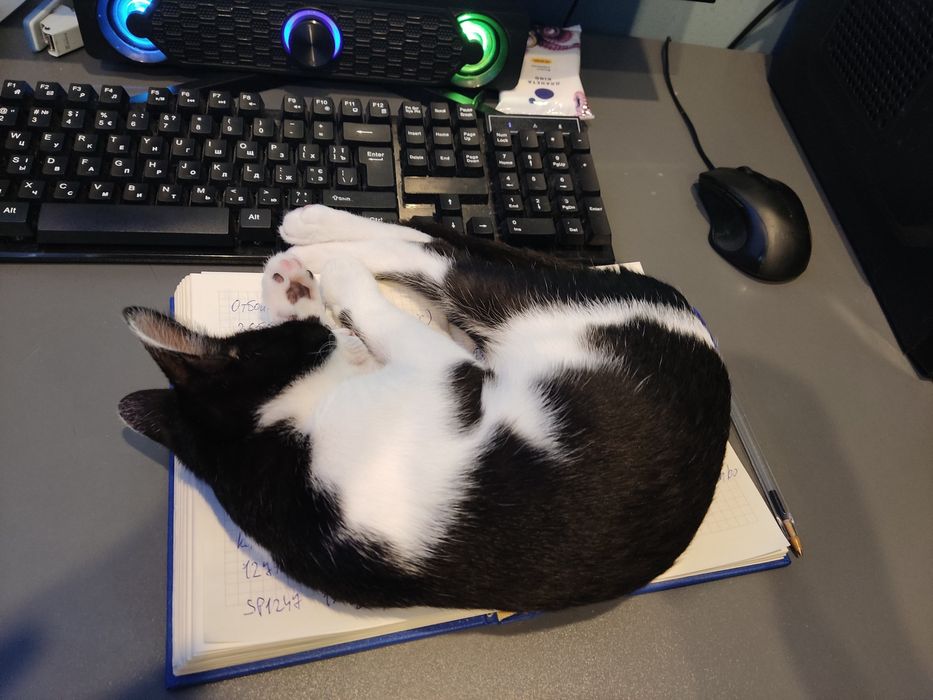 Срочно отдам котёнка