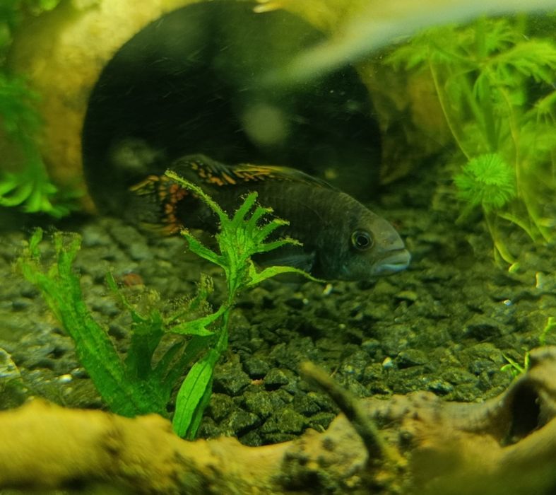 Apistogramma cacatuoides
