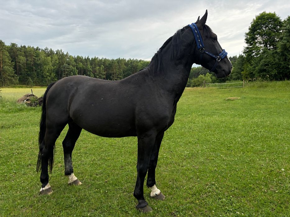 Piękny Kary ogier