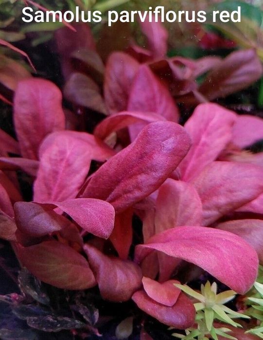 Самолус червоний, акваріумні рослини