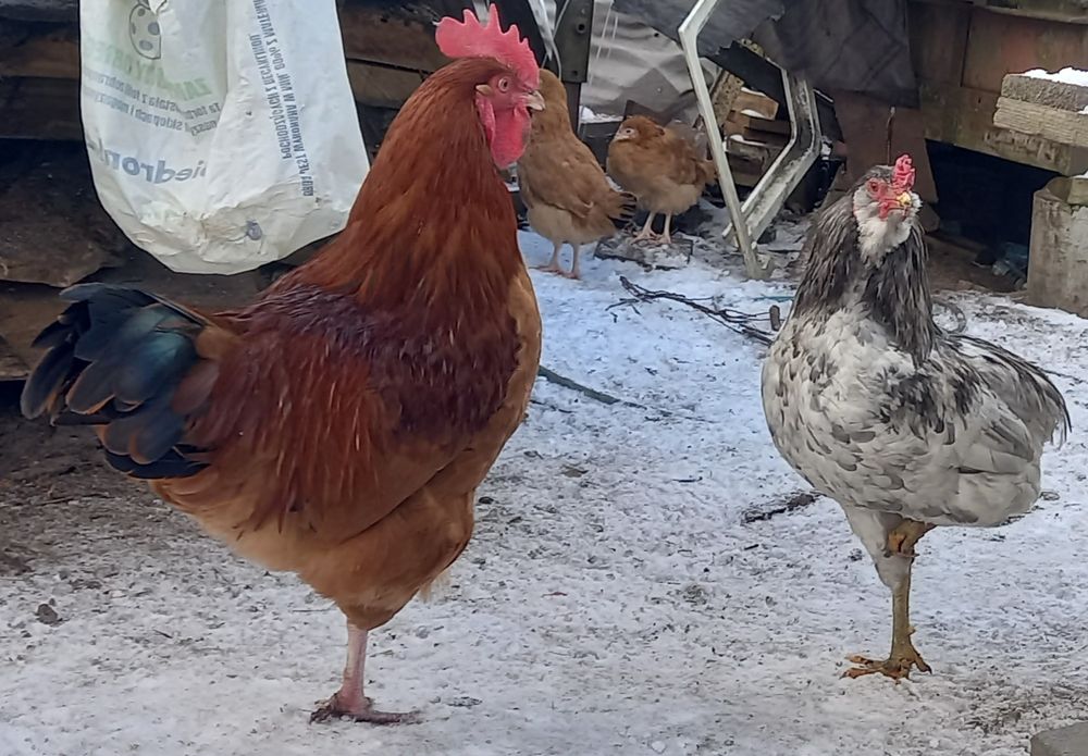 Koguty 1 x rossa I 2x arakuama