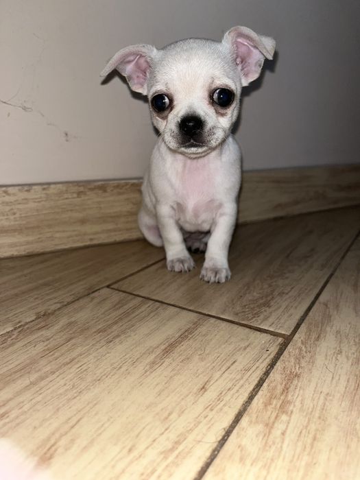 Чіхуахуа красуня біленька