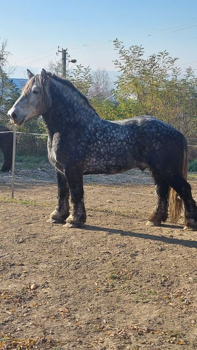 Першерон на паровку