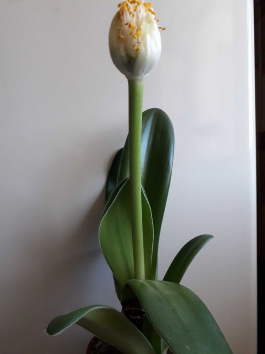 Гемантус білоквітковий (Haemanthus albiflos) ЦВІТЕ.