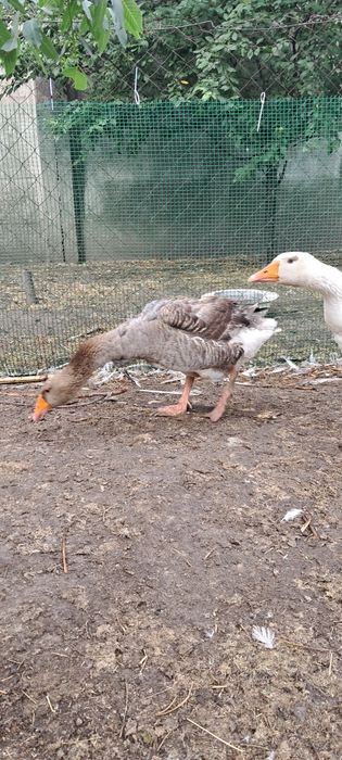 Гуси для разведения (пара)