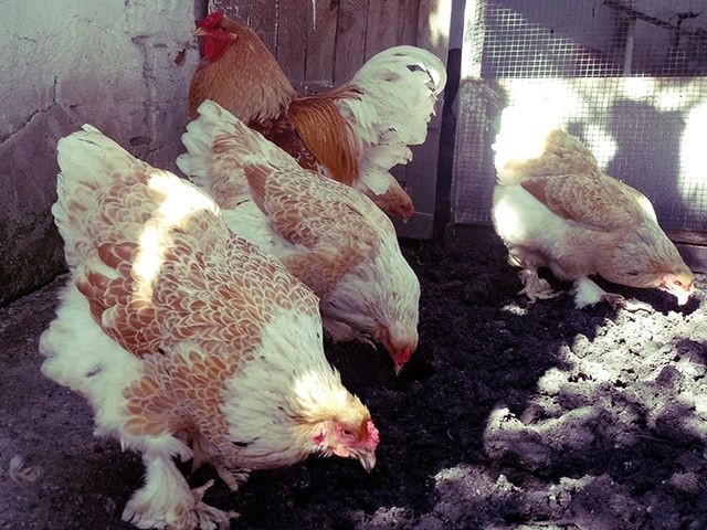 Інкубаційне яйце та курчата.Брама: біле золото, колумб. золото,лимонна