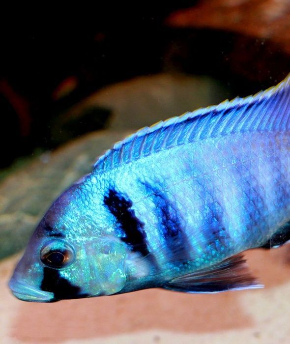 Аулонокара красный дракон Aulonocara fire fish Аквариумные рыбки