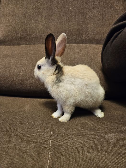 Królik miniaturka