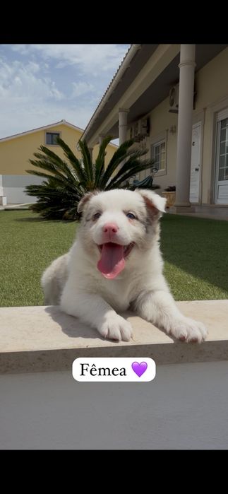 Border collie fêmea