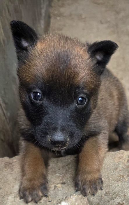Owczarek belgijski malinois suczka