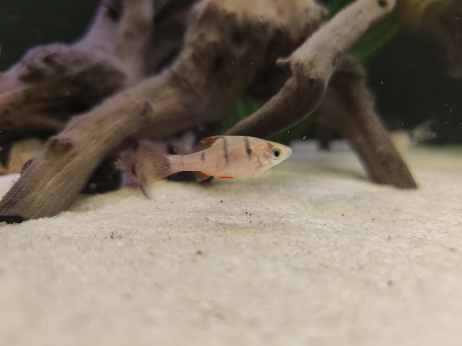 Rybki akwariowe brzanki pięciopręgie stadko 10 sztuk