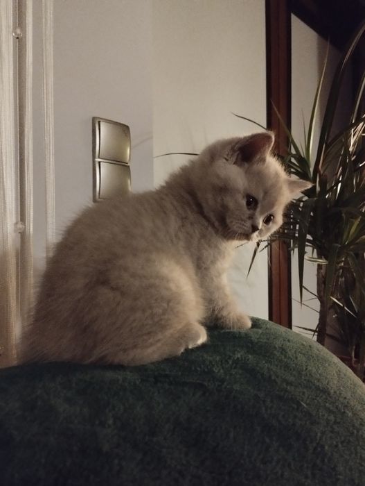 Kotek brytyjski Liliowy