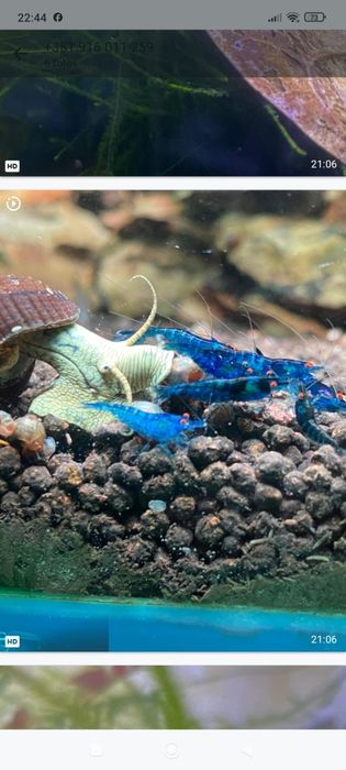 Neocaridinas blue dream OE (orange eyes)