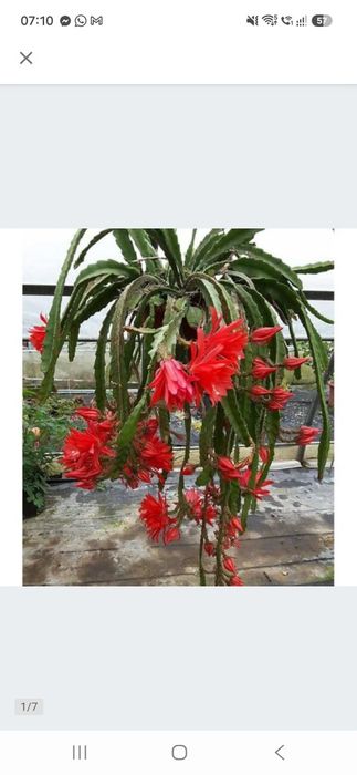 Epiphyllum, roślina ukorzeniona