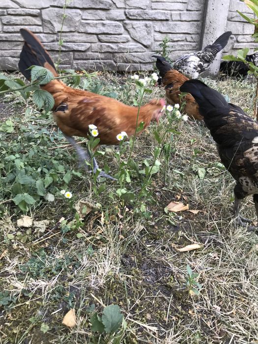 Продам карликових півників петухів бентамки