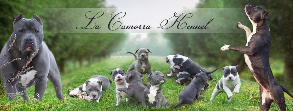 Amstaff Blue - mocny samiec