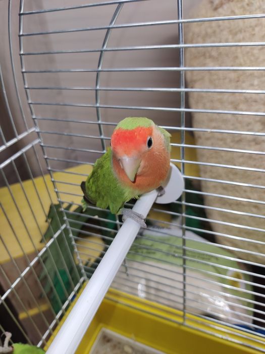 Papugi nierozłączki czerwonoczelna