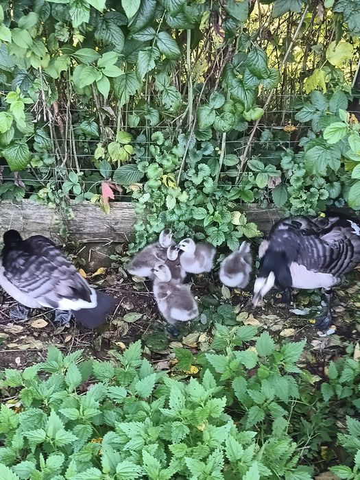 Bernikle białolice do sprzedania