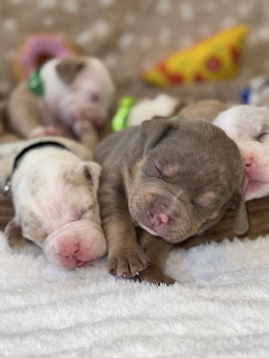 American Bully ABKC rezerwacja