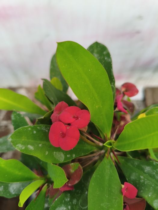 Euphorbia - planta em vaso