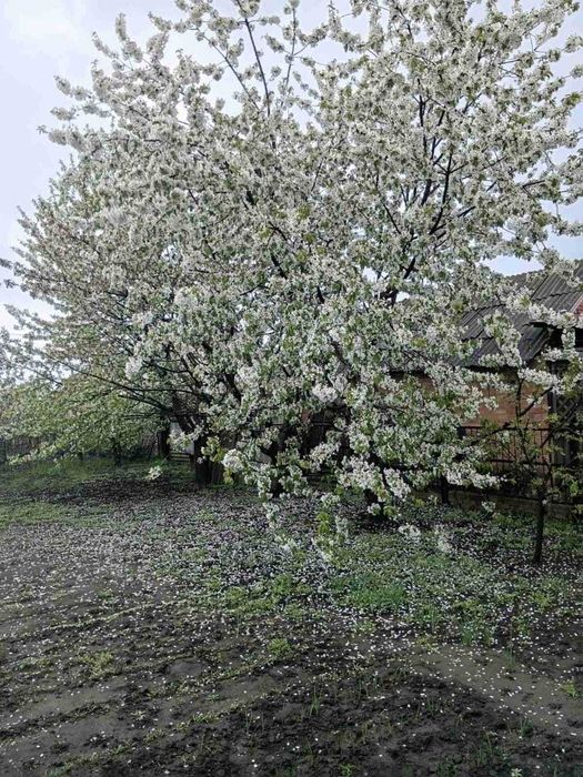 Продаж будинку в Нікополі