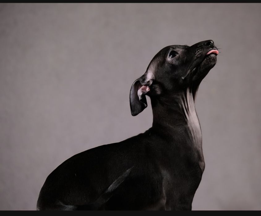 Щенки левретки,черного окраса,девочки.