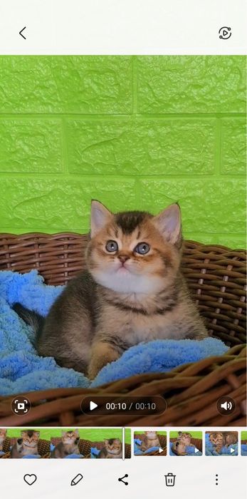 Шиншиловий  хлопчик  ведмежатко