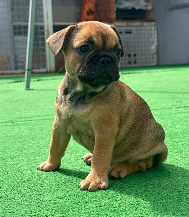 Bulldog francês fêmea fawn
