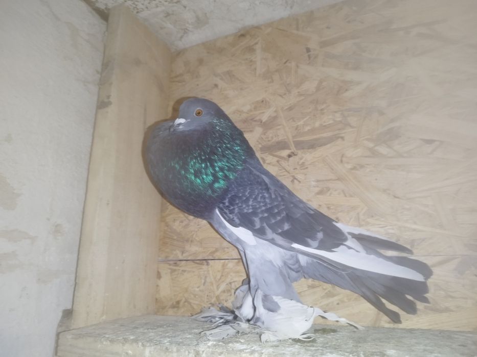 Sprzedam Samicę Garłacza pomorskiego