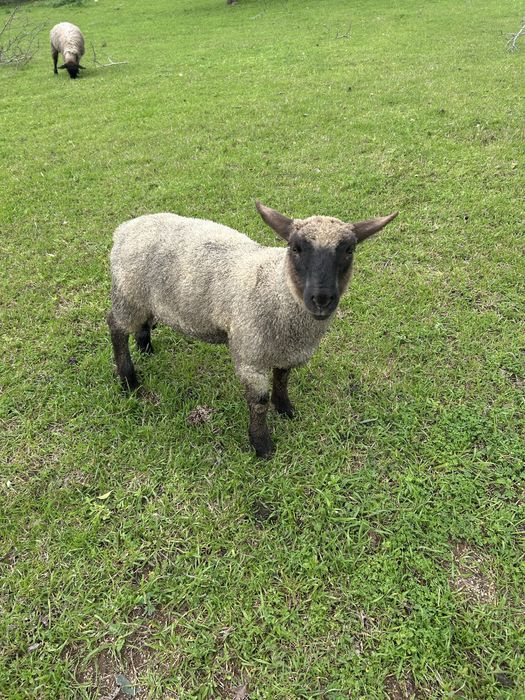 Animais de quinta ouvelhas