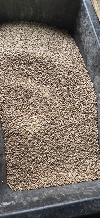 Sprzedam pszenżyto.