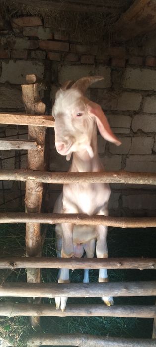 Продам кіз ,козла,козенят.