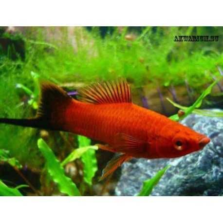Аквариумные рыбки Анциструсы меченосцы