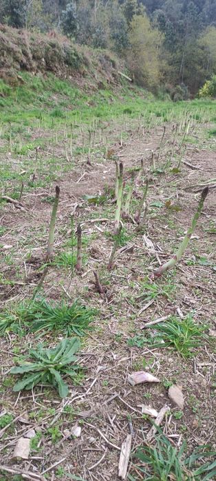 Espargos verdes e roxos