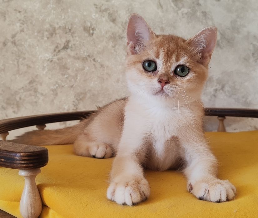 Золота шиншилла. Хлопчик скоттіш страйт