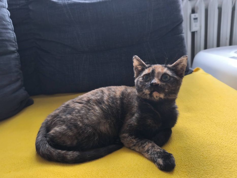 Młodziutka Grażka szuka domu