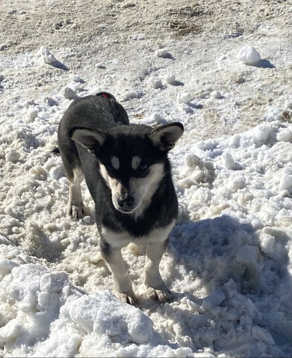 Віддам цуцення в добрі та надійні руки