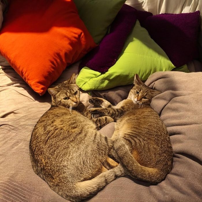 Urocza koteczka do adopcji