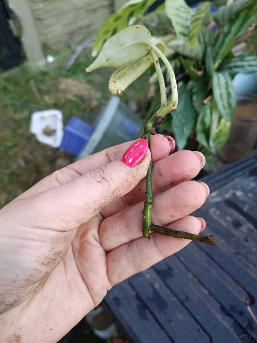 scindapsus noid variegata marble -cięty
