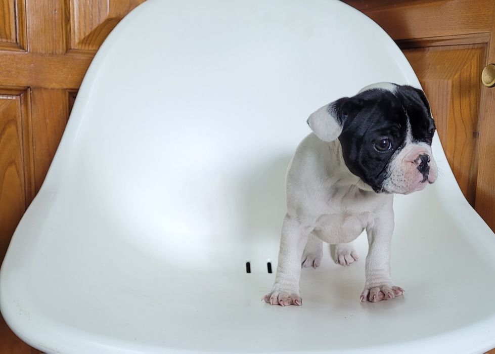 Bulldog femea bebé