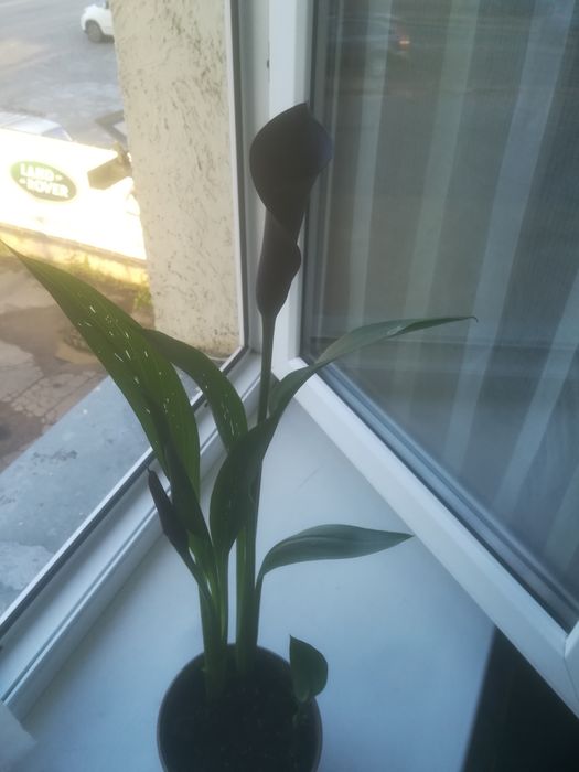 Продам чорну каллу "ПИКАССО"