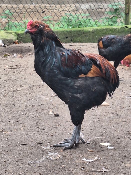 Koguty araucana, araukany bezogoniastej