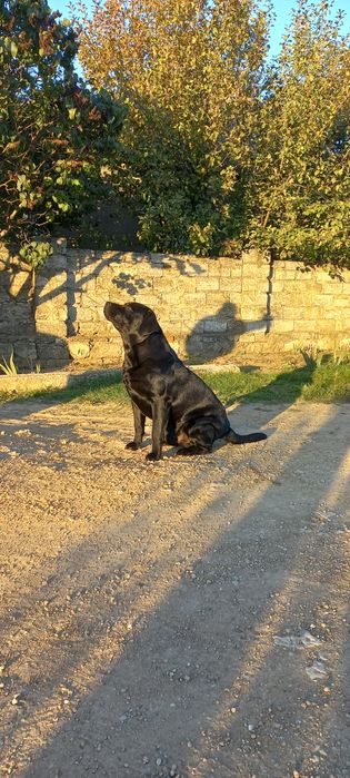 Вязка лабрадор ретрівєр